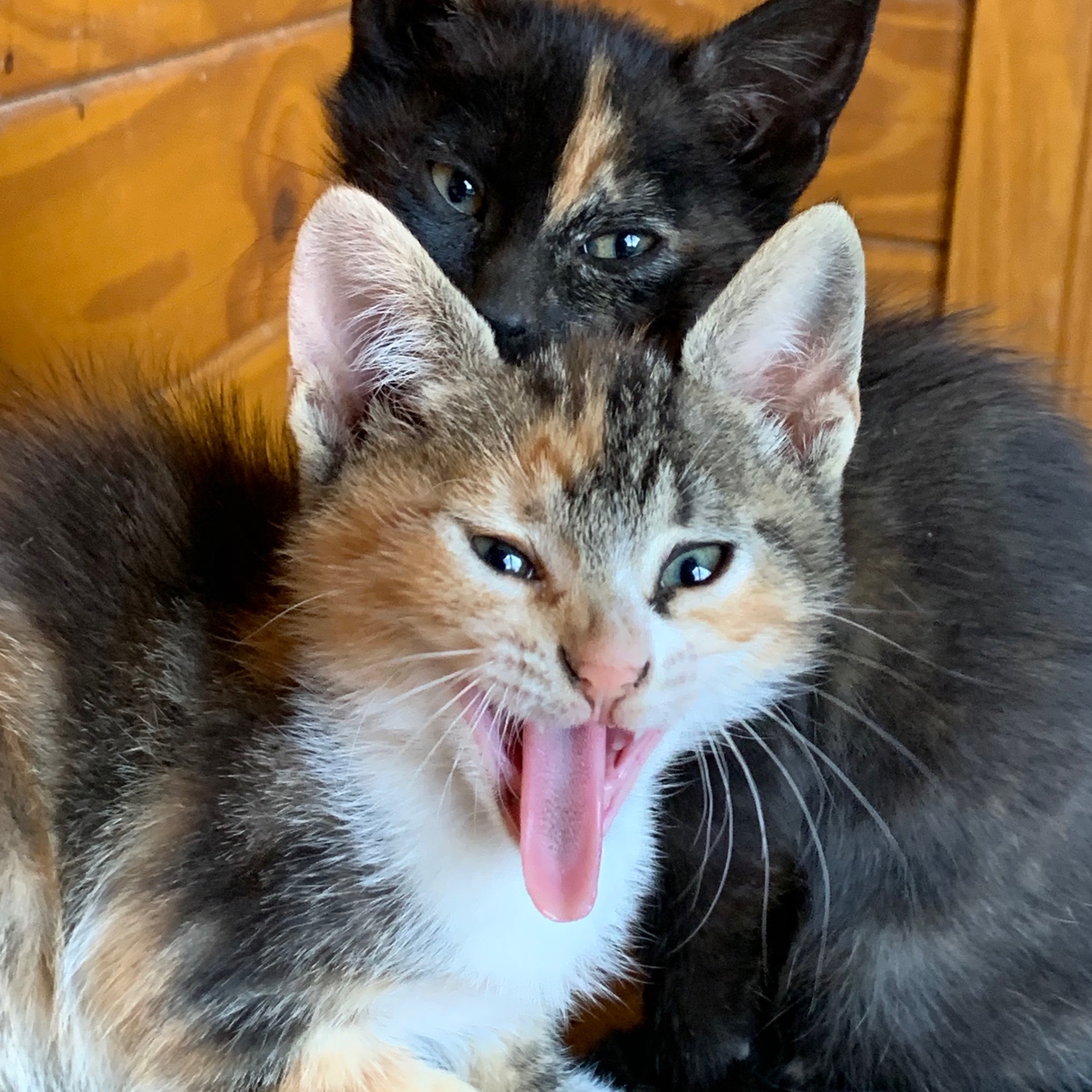 Acknowledgement can be a B*tch