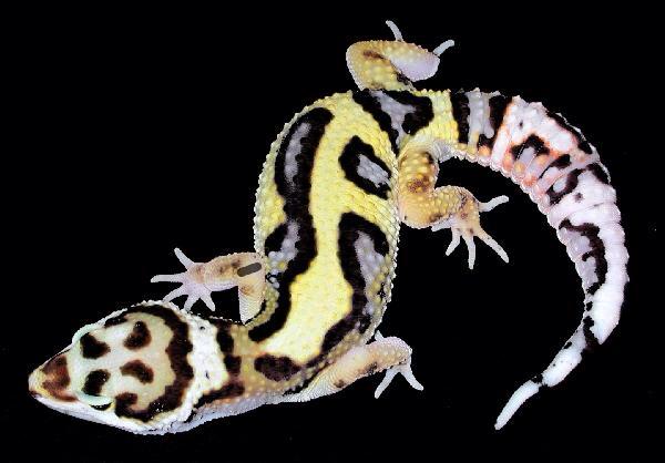 Session Eleven: The Future Of Leopard Geckos With Ron Tremper