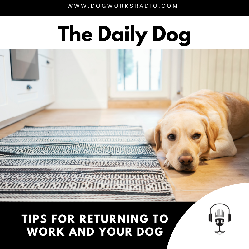 How to Prepare Your Pets for Your Return to the Office