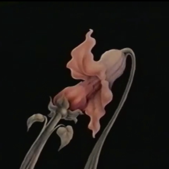 Pink Floyd: The Wall (1982) with Rhianna Fields of The Duras Sisters Podcast Pink Floyd: The Wall (1982) with Rhianna Fields of The Duras Sisters Podcast