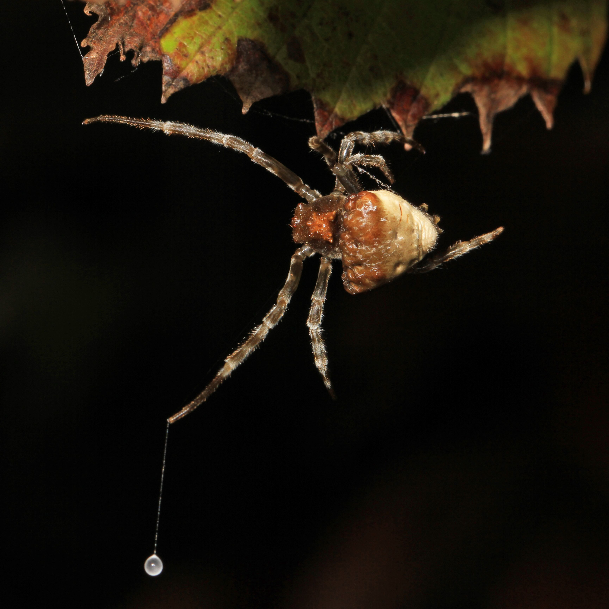 Deception of the Bola