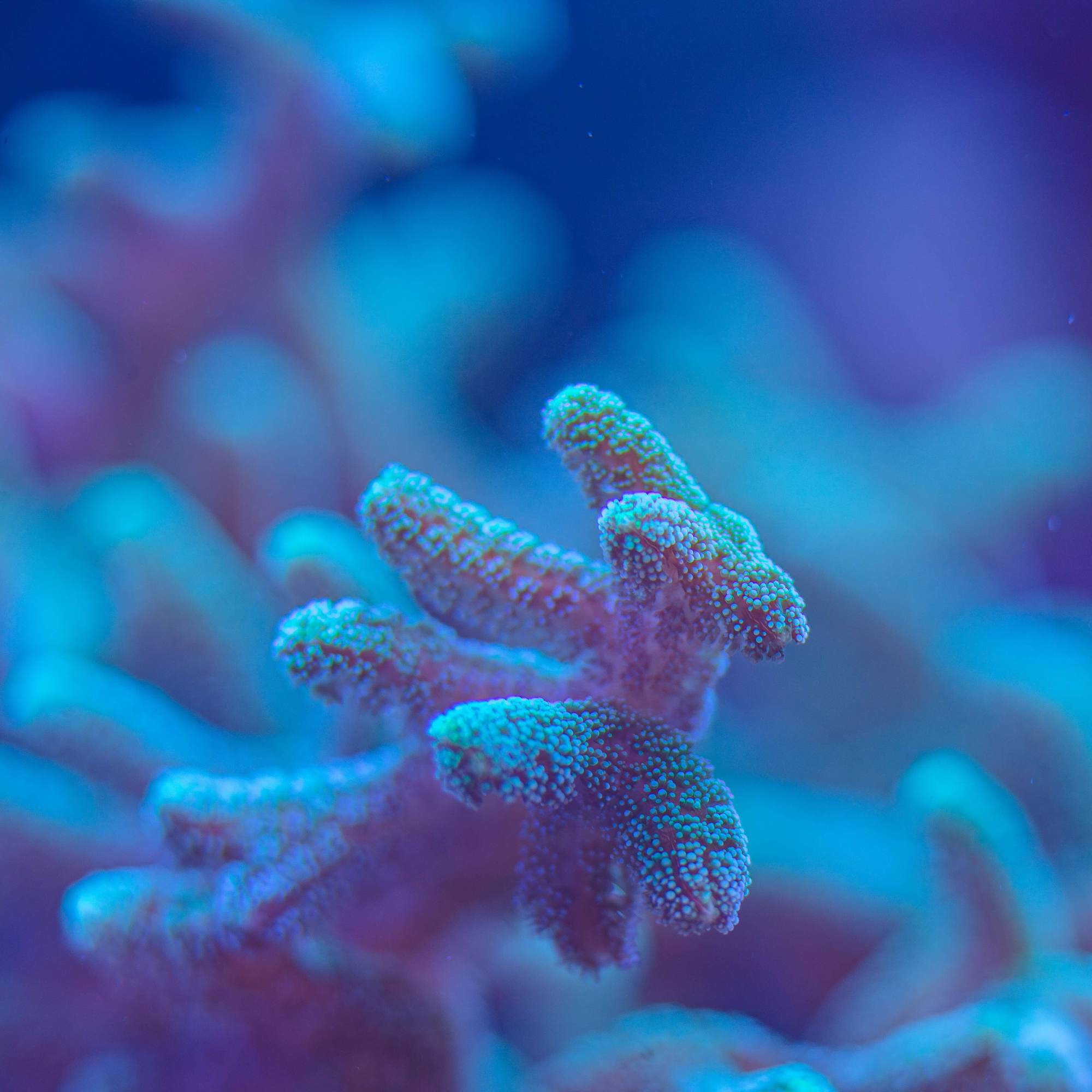 Coral Grows Faster than Thought