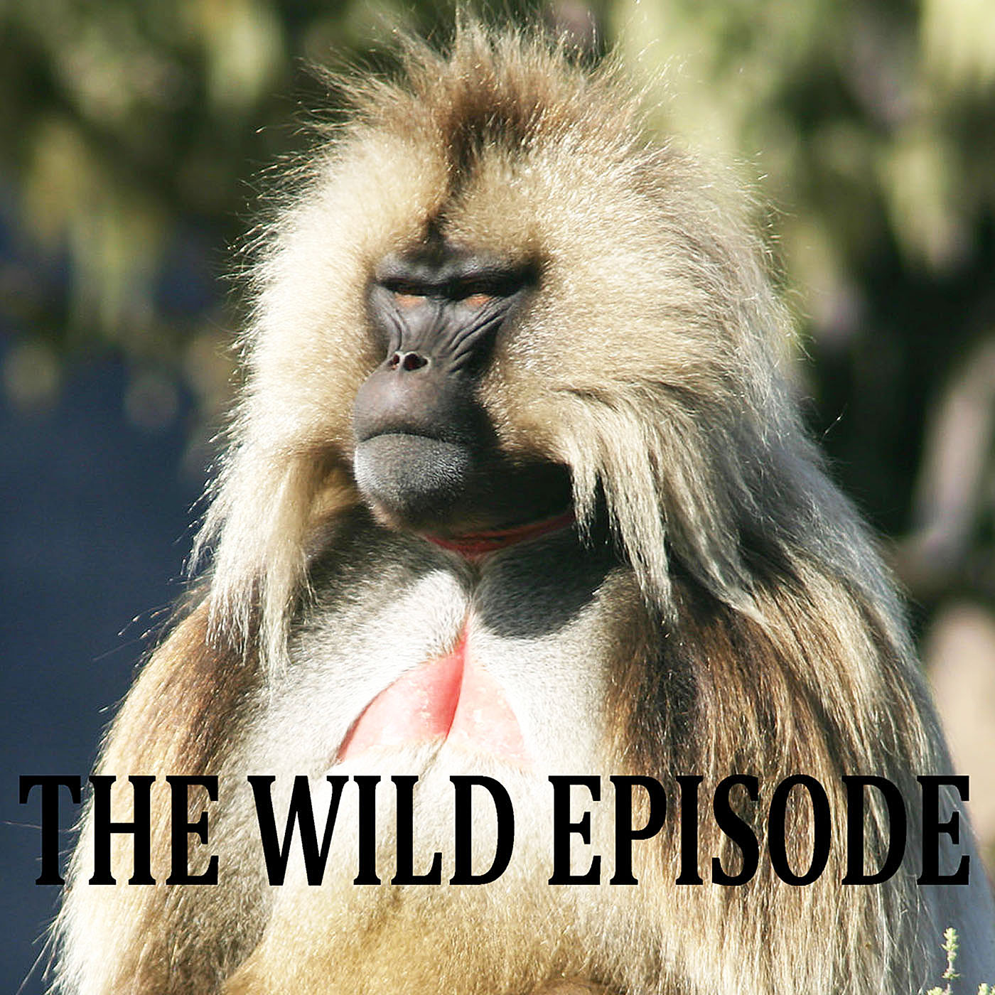 The Wild Episode