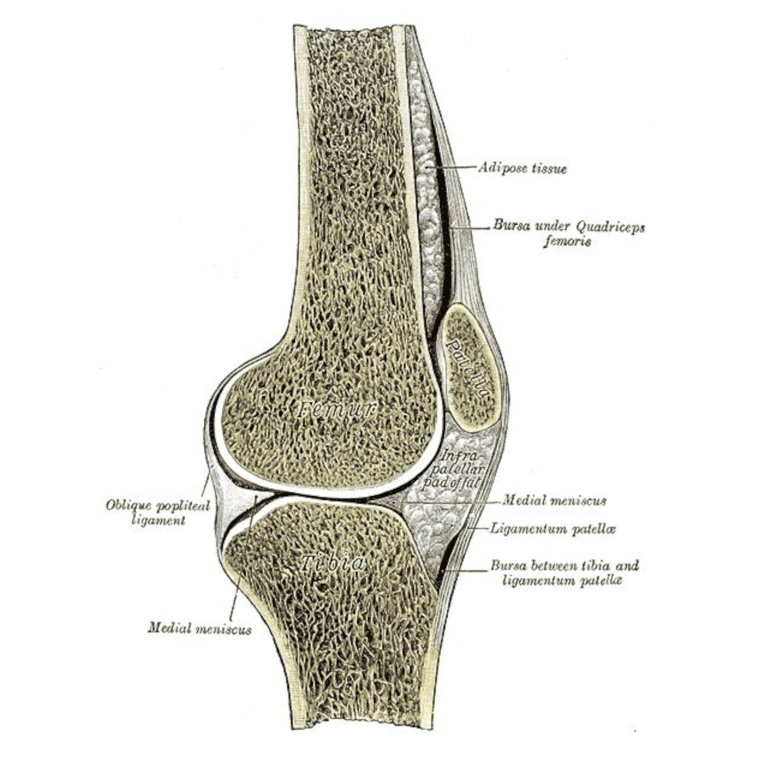 Engineering Joint Lubrication