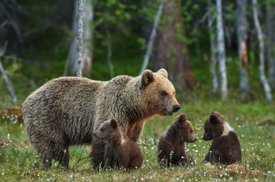 Bears Evolve Near Humans