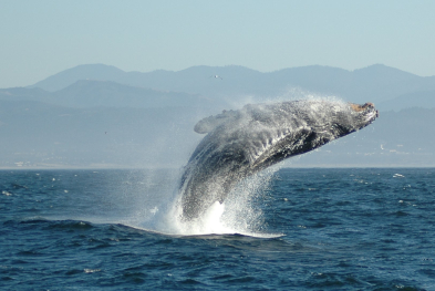 The Whale Breaches