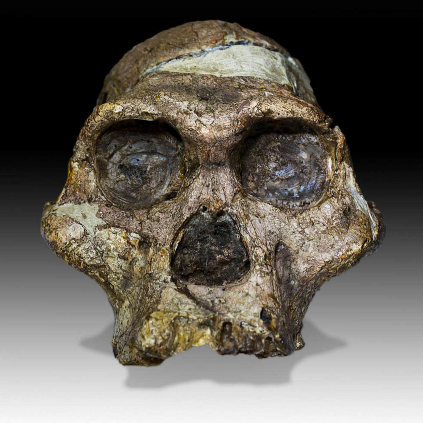 Old Fossil Ape Skull Is a Bit like Ours