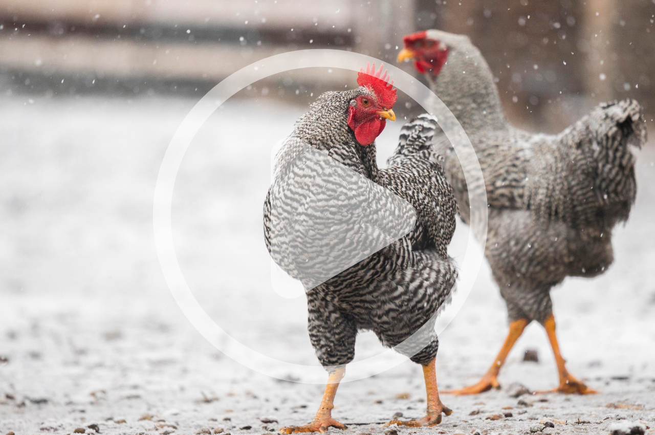 Prepping Your Flock for Severe Weather