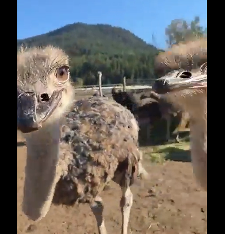 A Plea to Save the Ostriches