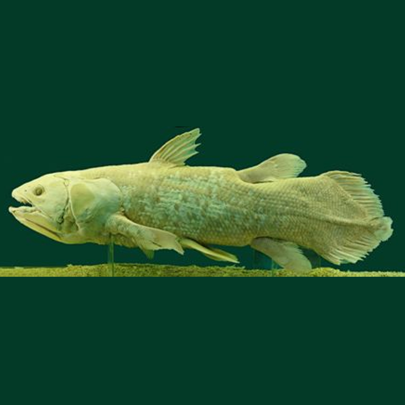 Living Fossils, Evolution's Oops