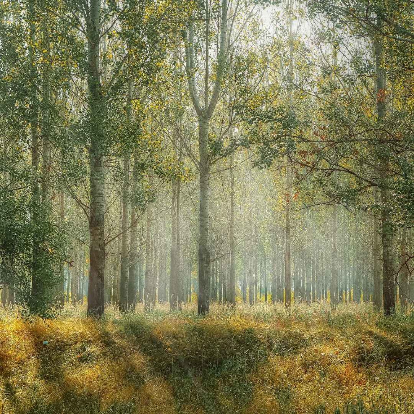 Relaxing Music for Stress Relief - Tranquilizing Nature Sounds, Deep Sleep and Calming the Mind