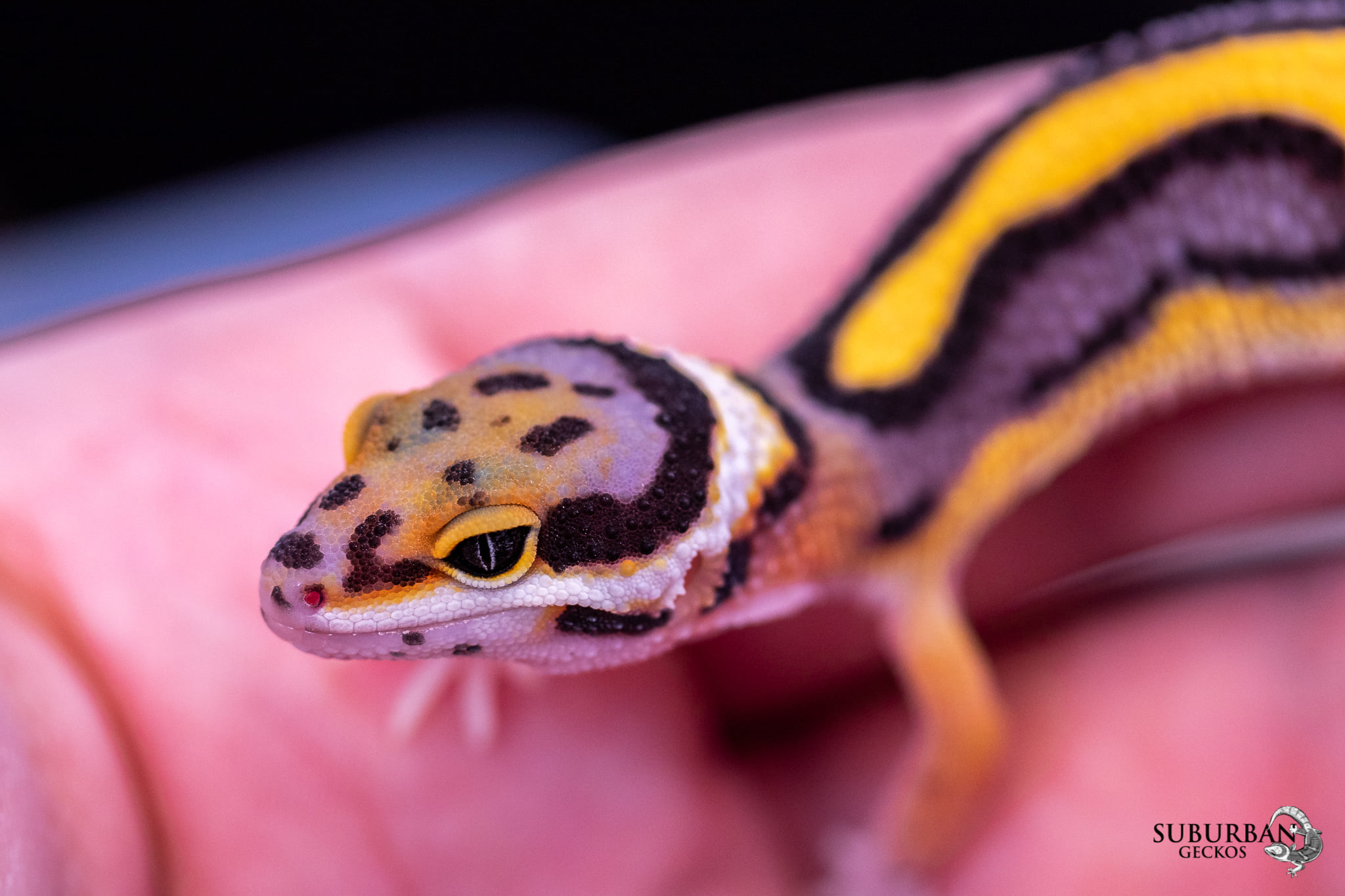 Session Twenty-Two: Getting To The Top Of the Leopard Gecko Game With Chris Charlton