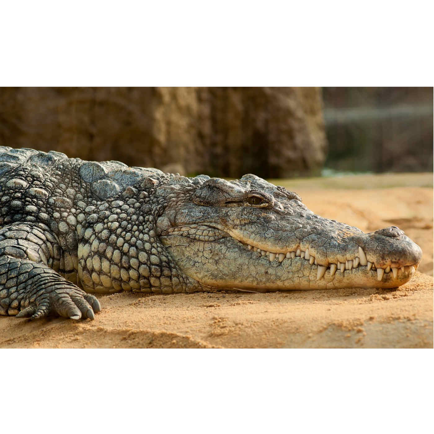 The Loving Crocodile