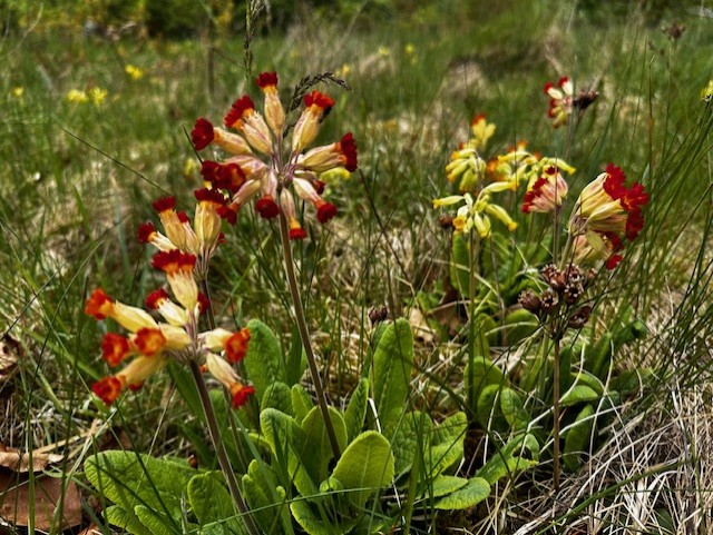362. Du väcker mitt hjärta