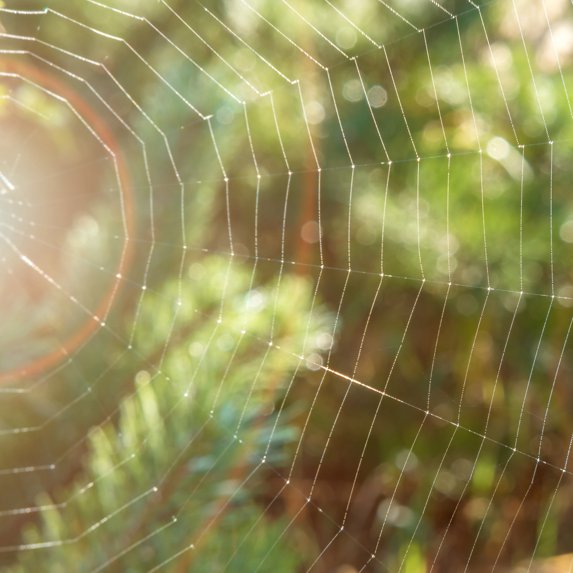 Spiders Help Make the Sun