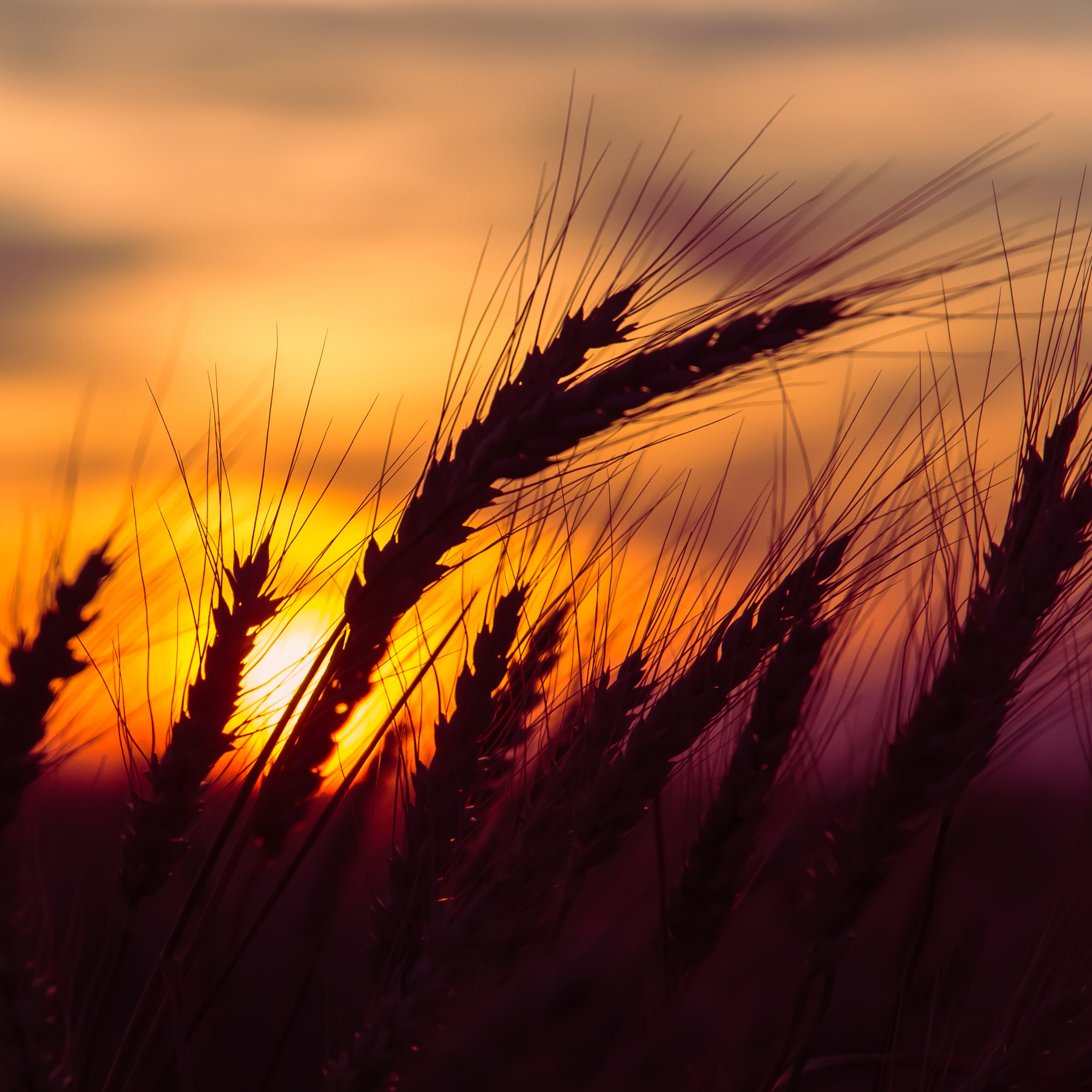 RaboResearch Agri Commodities