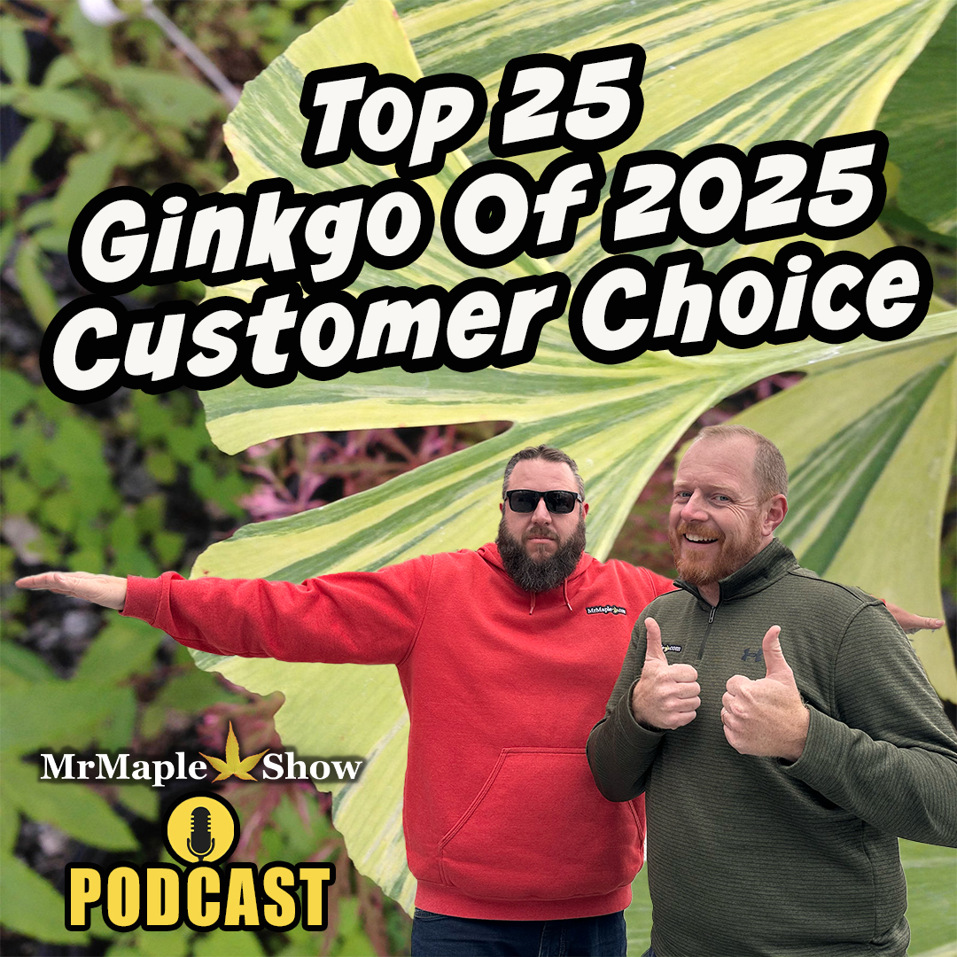 Top 25 Ginkgo Of 2025 Customer Choice | MrMaple Show Podcast
