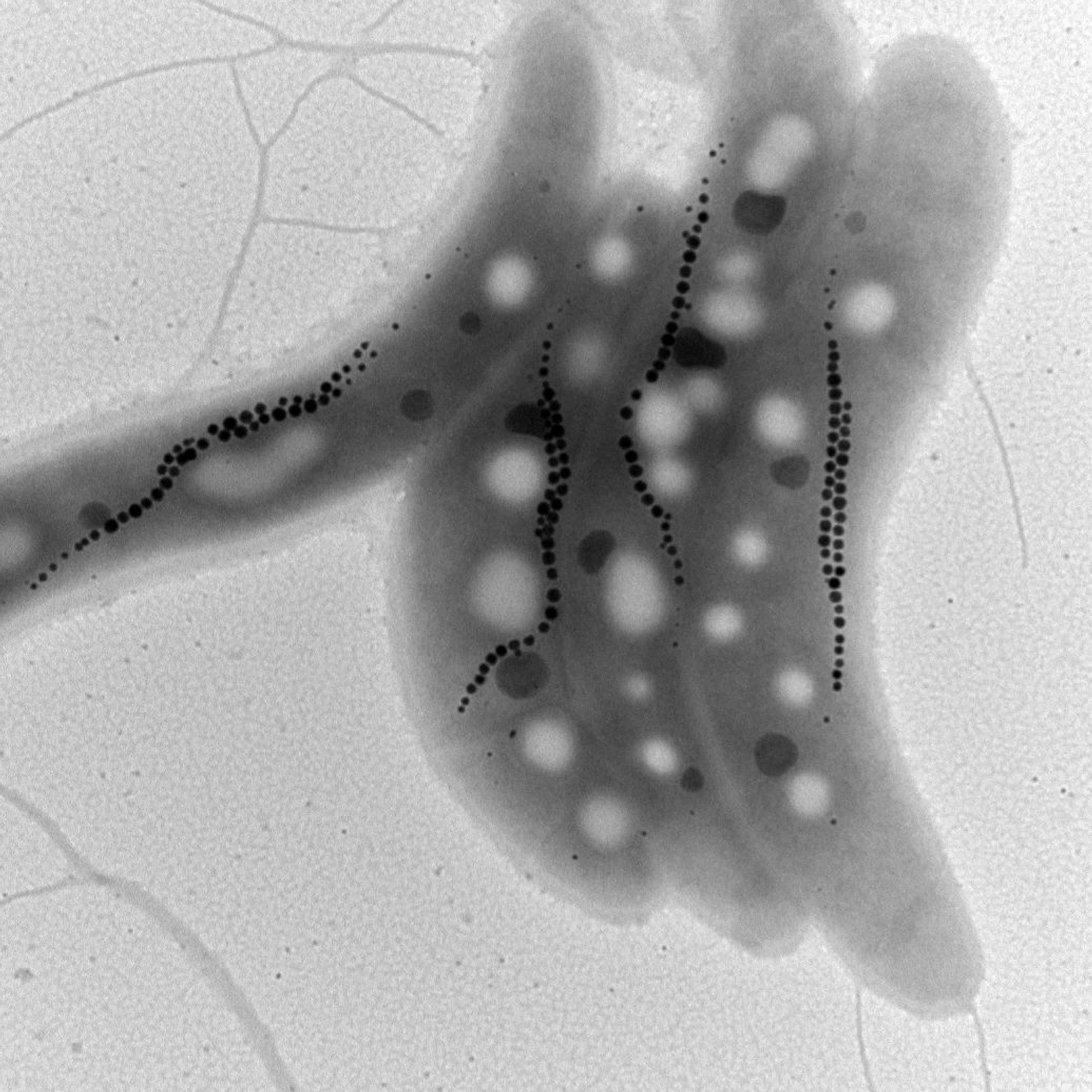 Microscopic Engineers