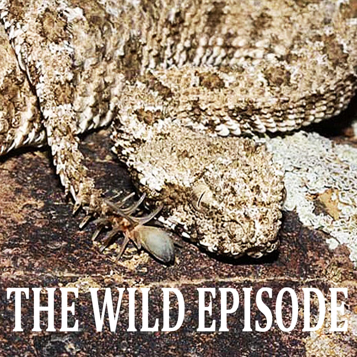 The Wild Episode