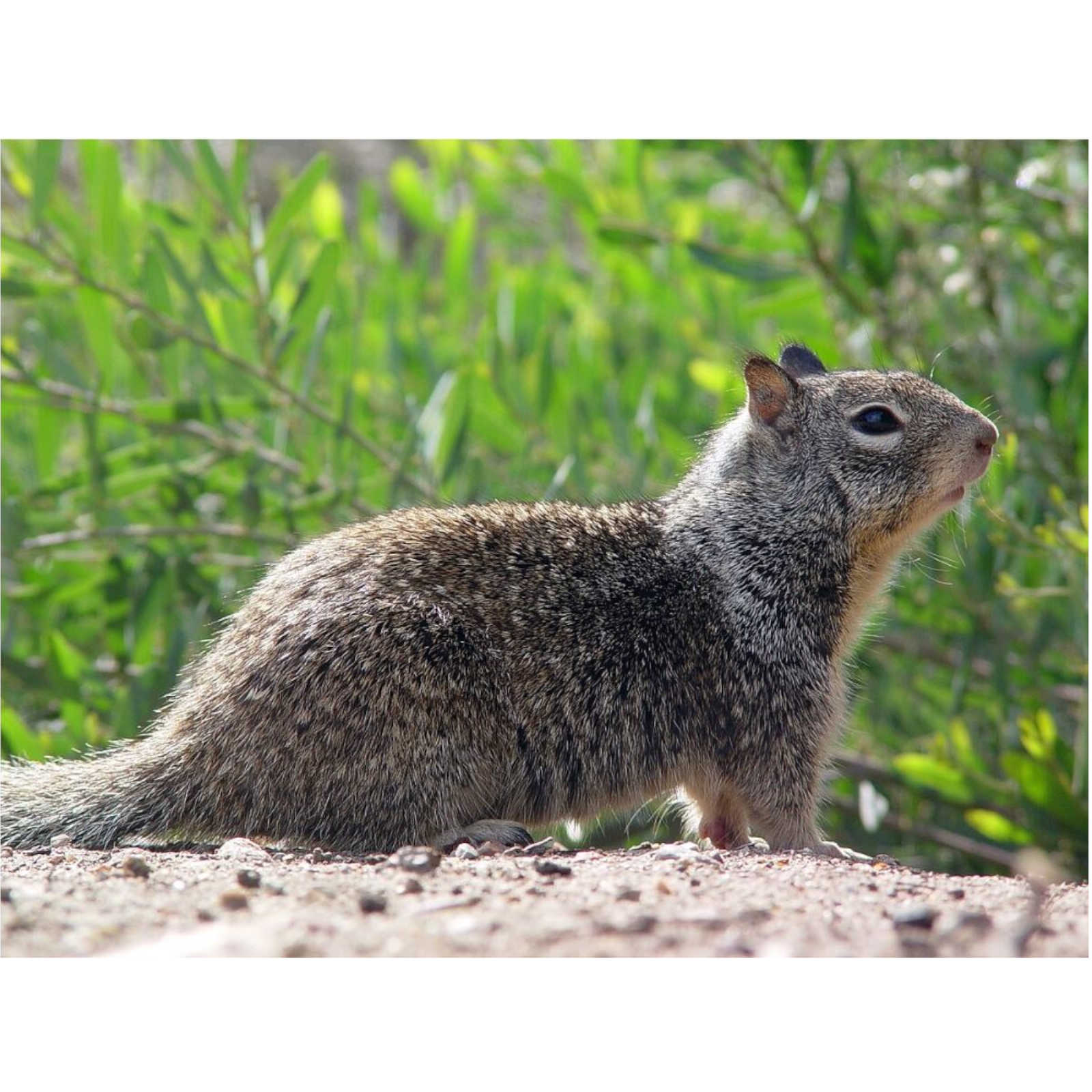 Dancing Infrared Ground Squirrels