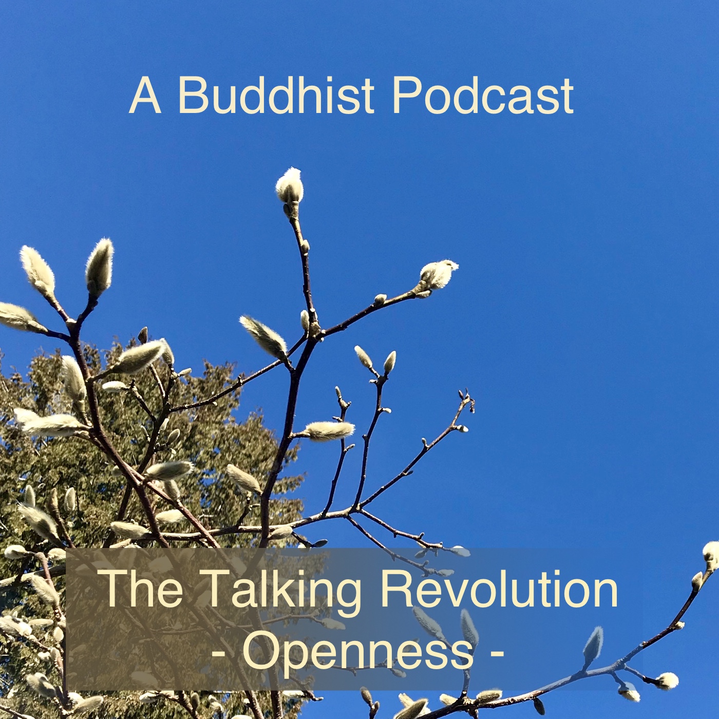 cover of episode A Buddhist Podcast - The Talking Revolution - Openness