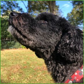 Animal Training Academy: Making Ripples