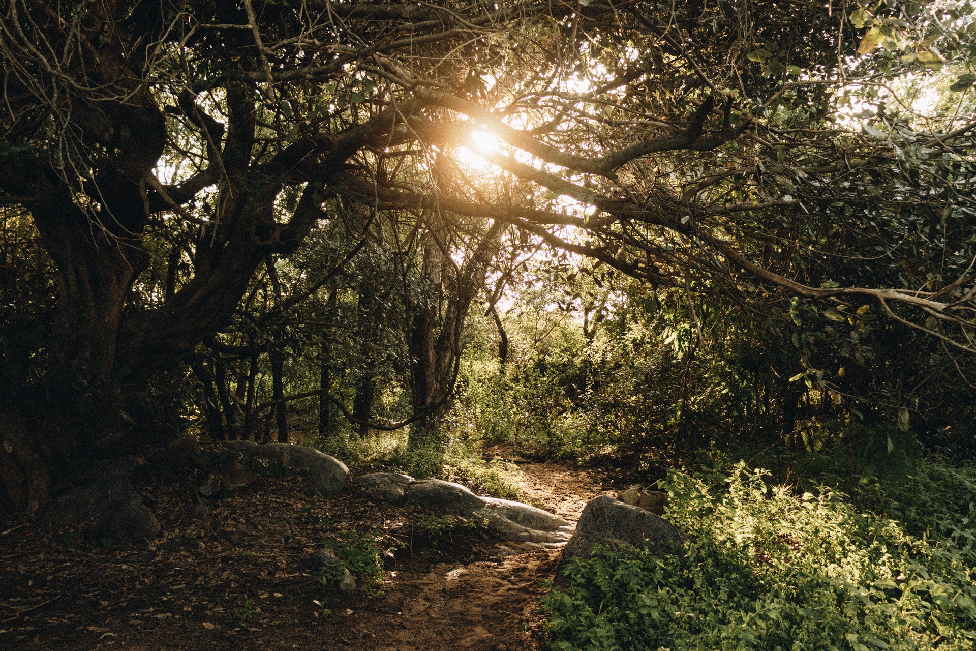 Meditation for Healing Your Emotions through Release and Renewal | Mindful Movement