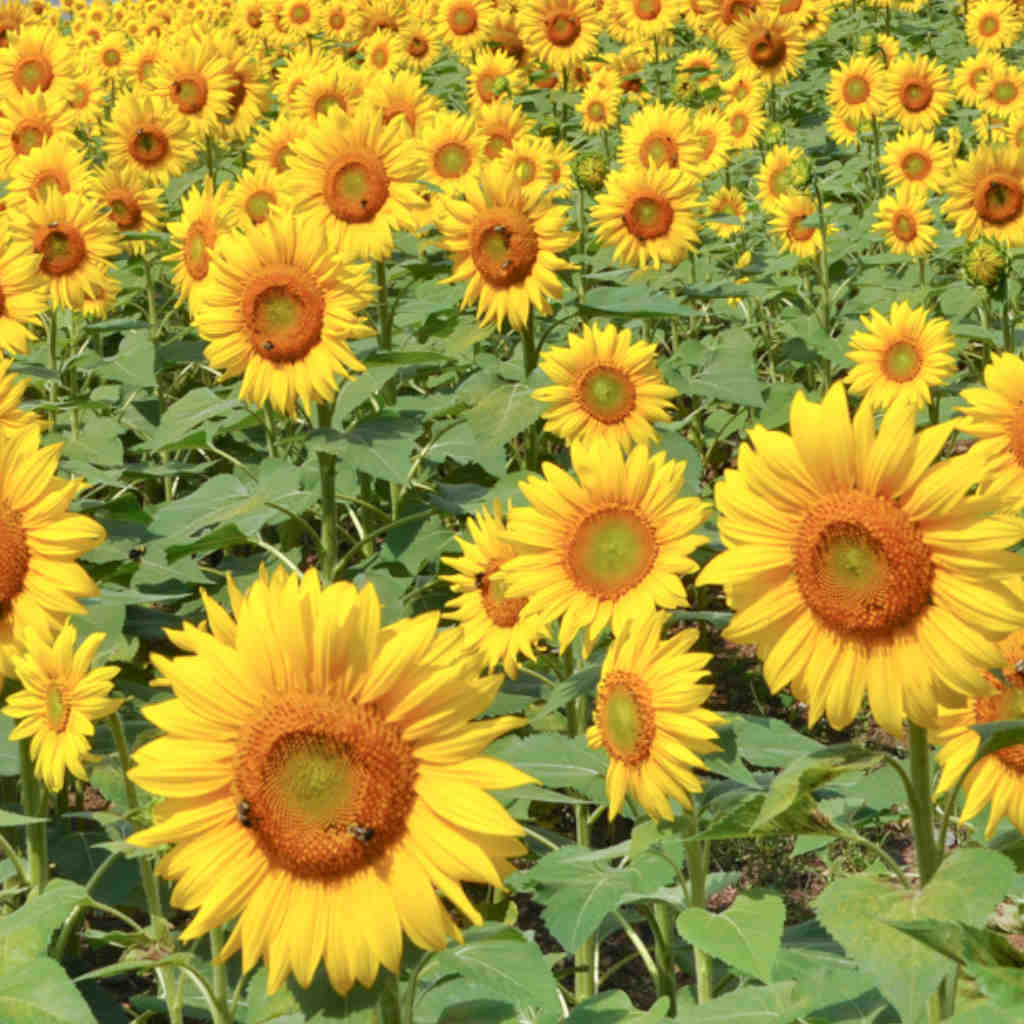 Mysterious Flowers that Track the Sun