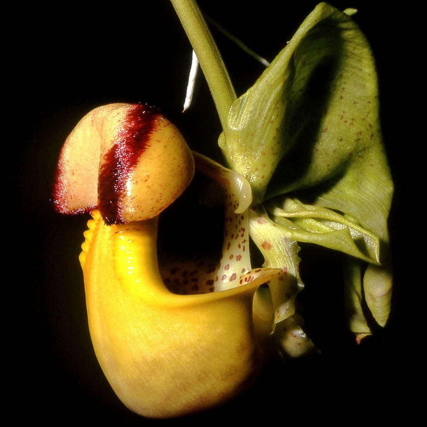 Of Orchids and Bees