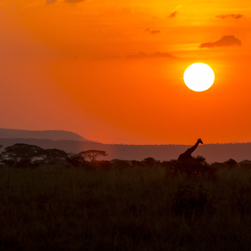 The Giraffe's Long Neck