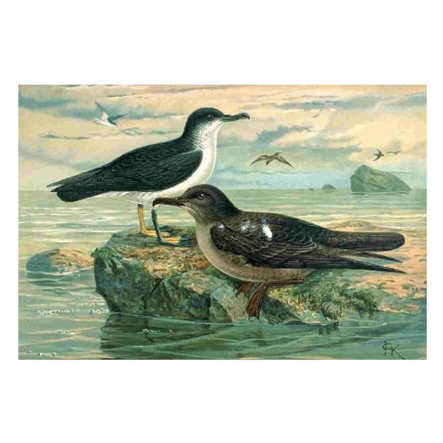 Magnetic Birds?