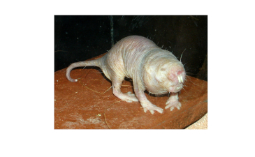 The Naked Mole Rat