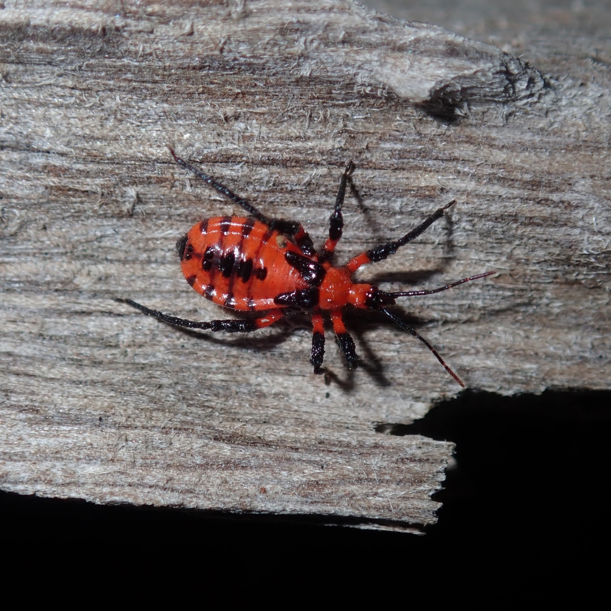 Termite Assassin