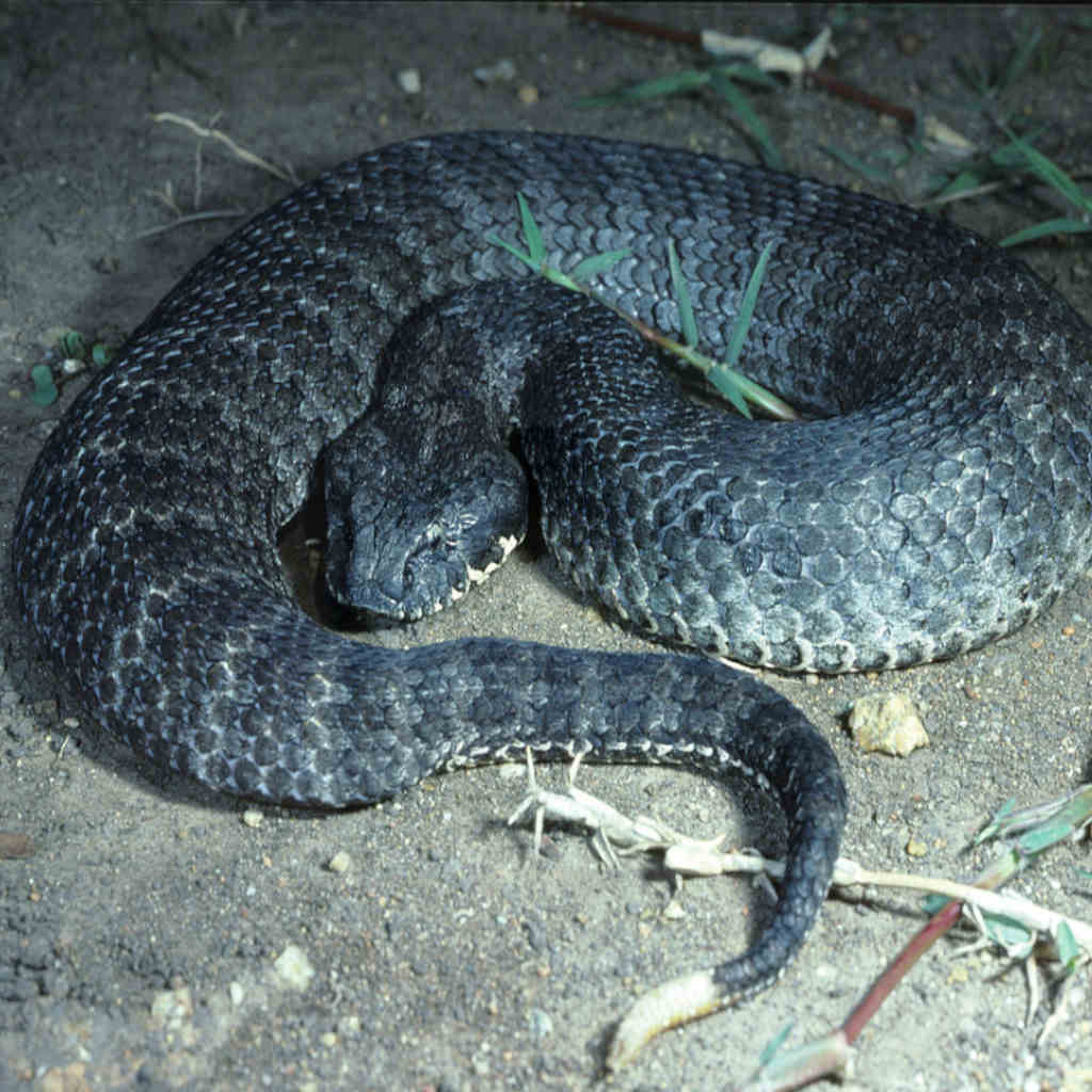 The Adder that Tells Time