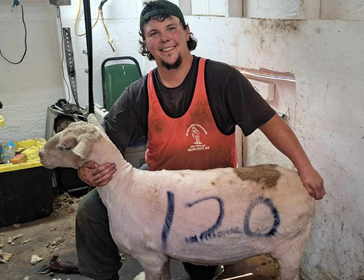 481 Will Kleinert Shear Genius