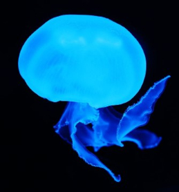 The Brainy Jellyfish