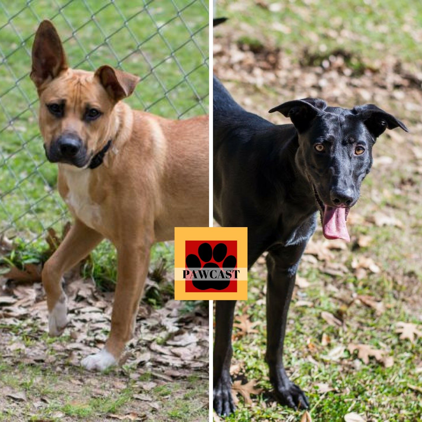 Pawcast: Friends of the Animals Baton Rouge
