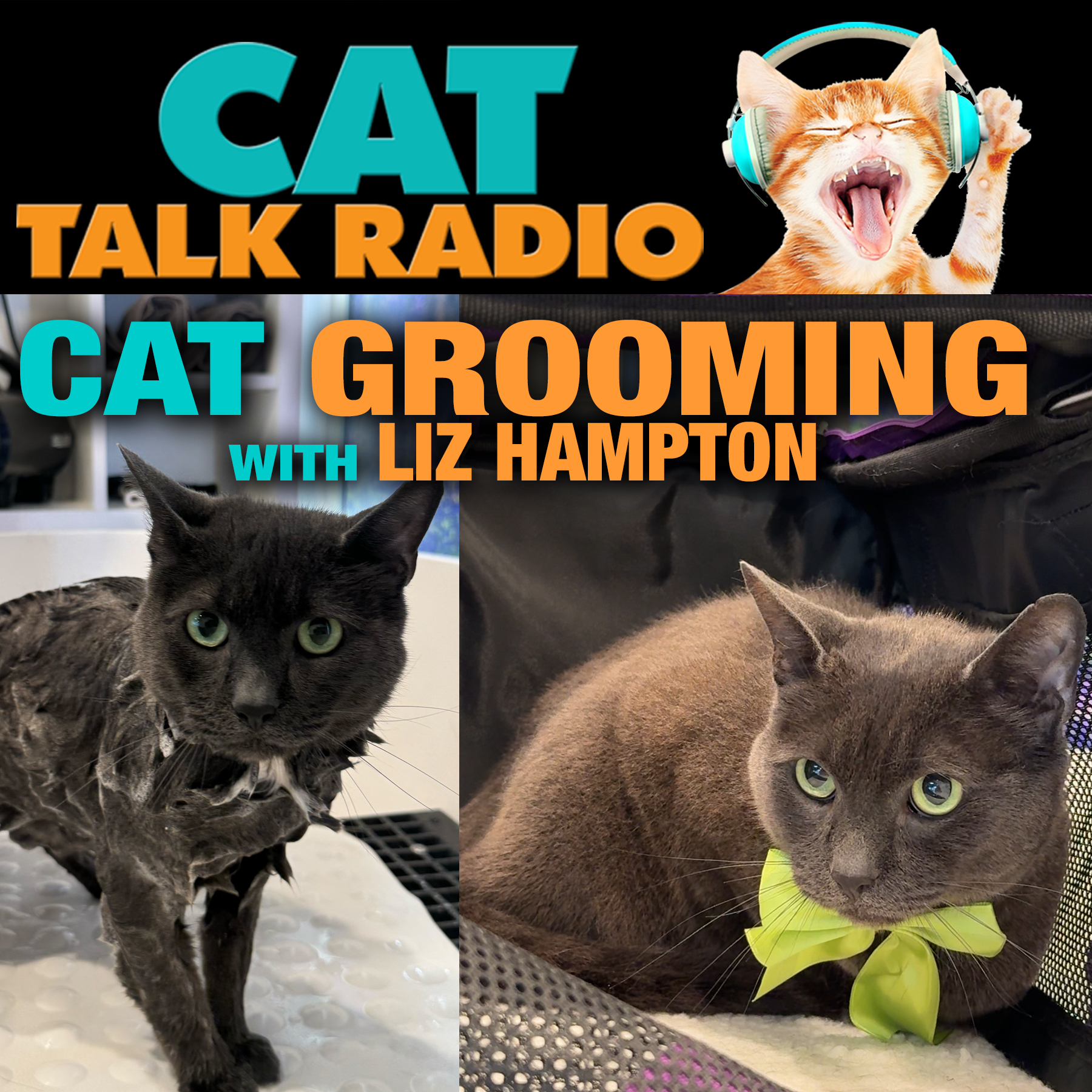 The Kitty Clean Routine: What’s Normal and What’s Not in Cat Grooming The Kitty Clean Routine: What’s Normal and What’s Not in Cat Grooming