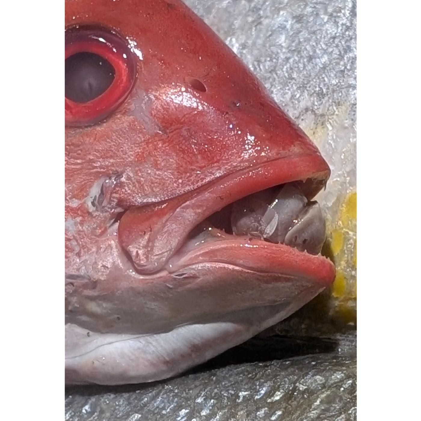 843. Properly Cooked Isopod Fish Tongue Parasite