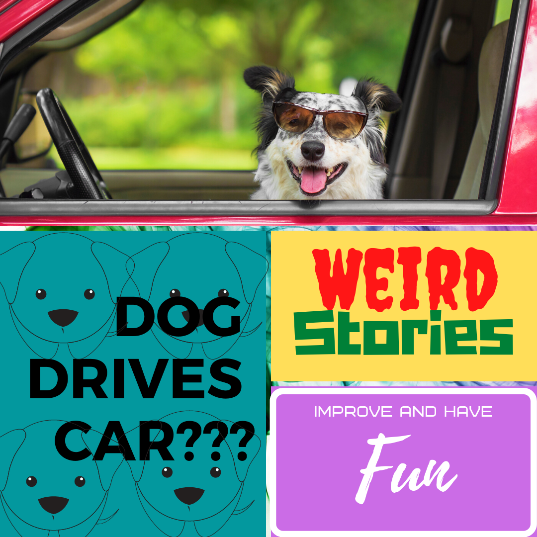 Dog Drives Car?-Weird Stories March 2020