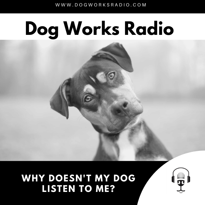 Why doesn't my dog listen to me?