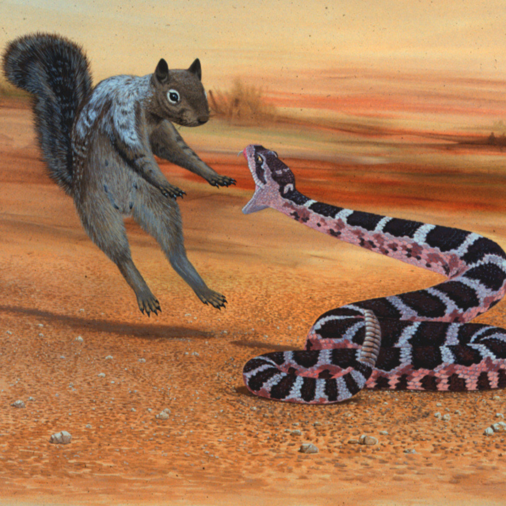 The Fragile Rattlesnake
