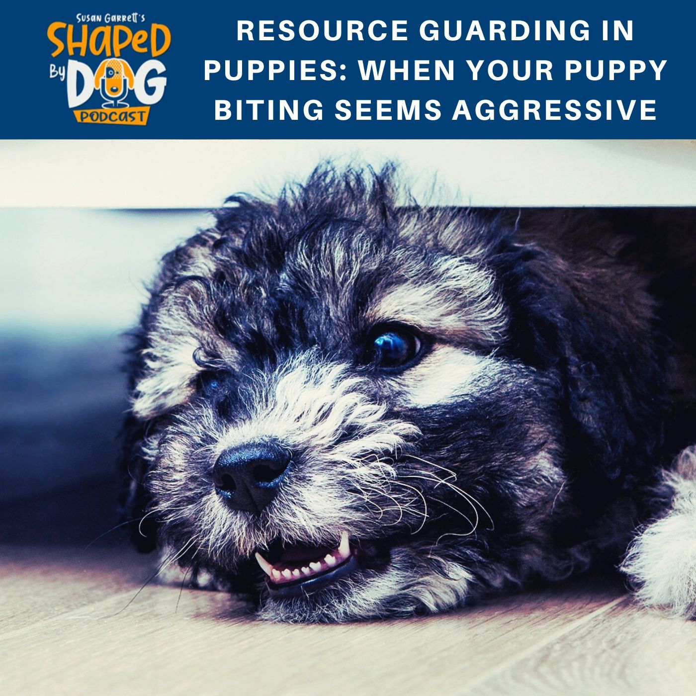 Resource Guarding in Puppies: When Your Puppy Biting Seems Aggressive #82