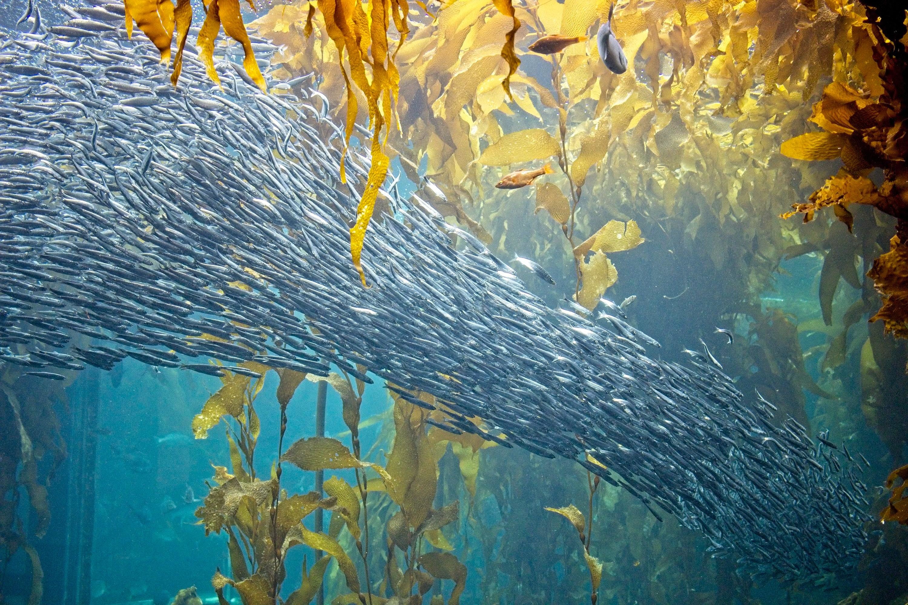 Climate change and the ocean