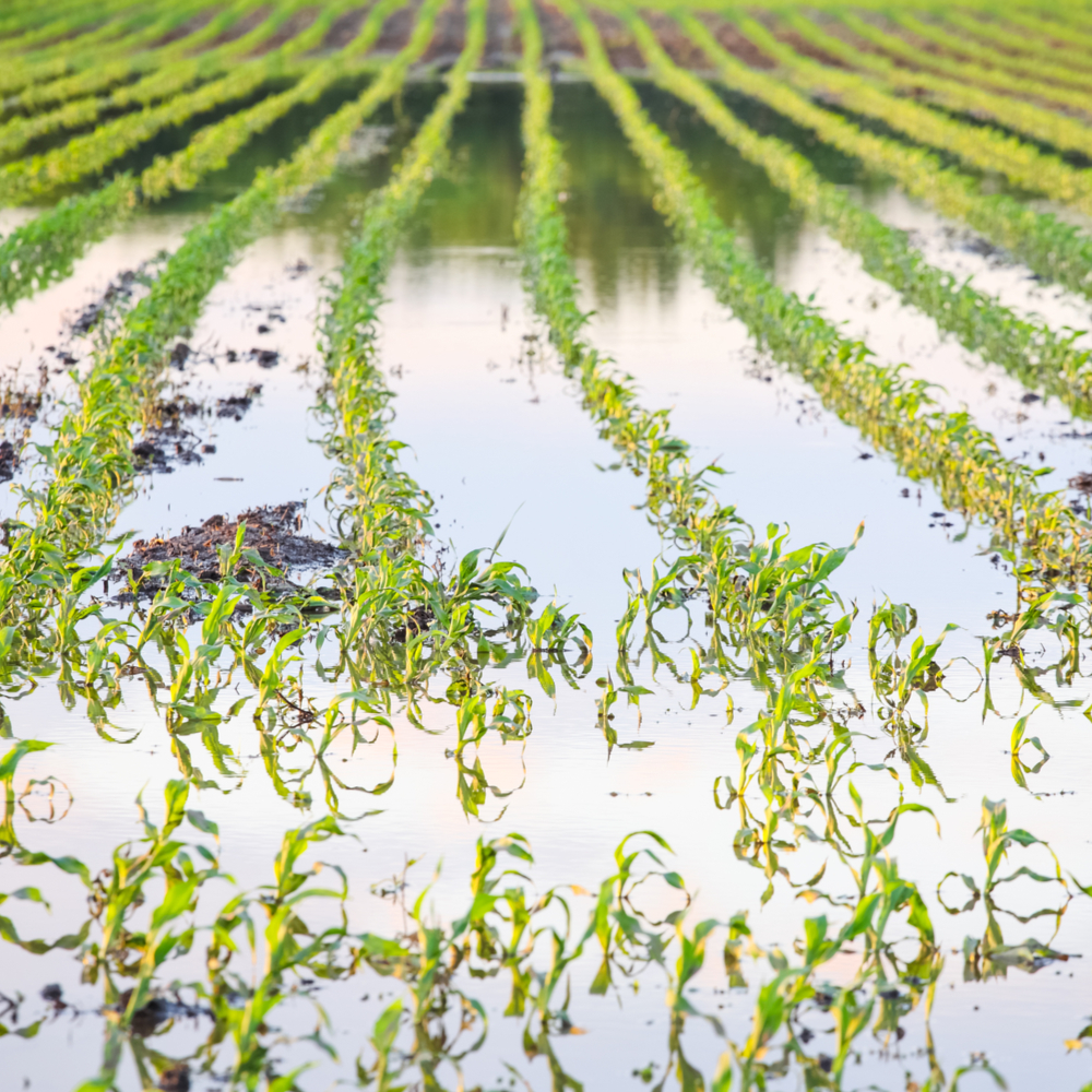 RaboResearch Agri Commodities