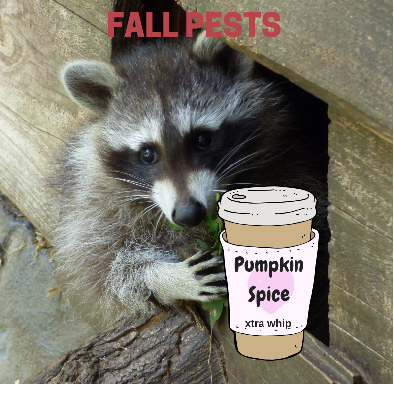 Fall Pests