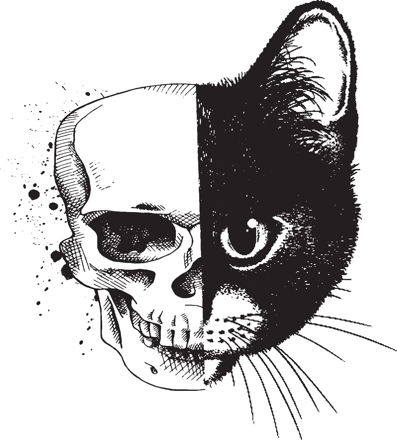 Black Cat\'s Shadow