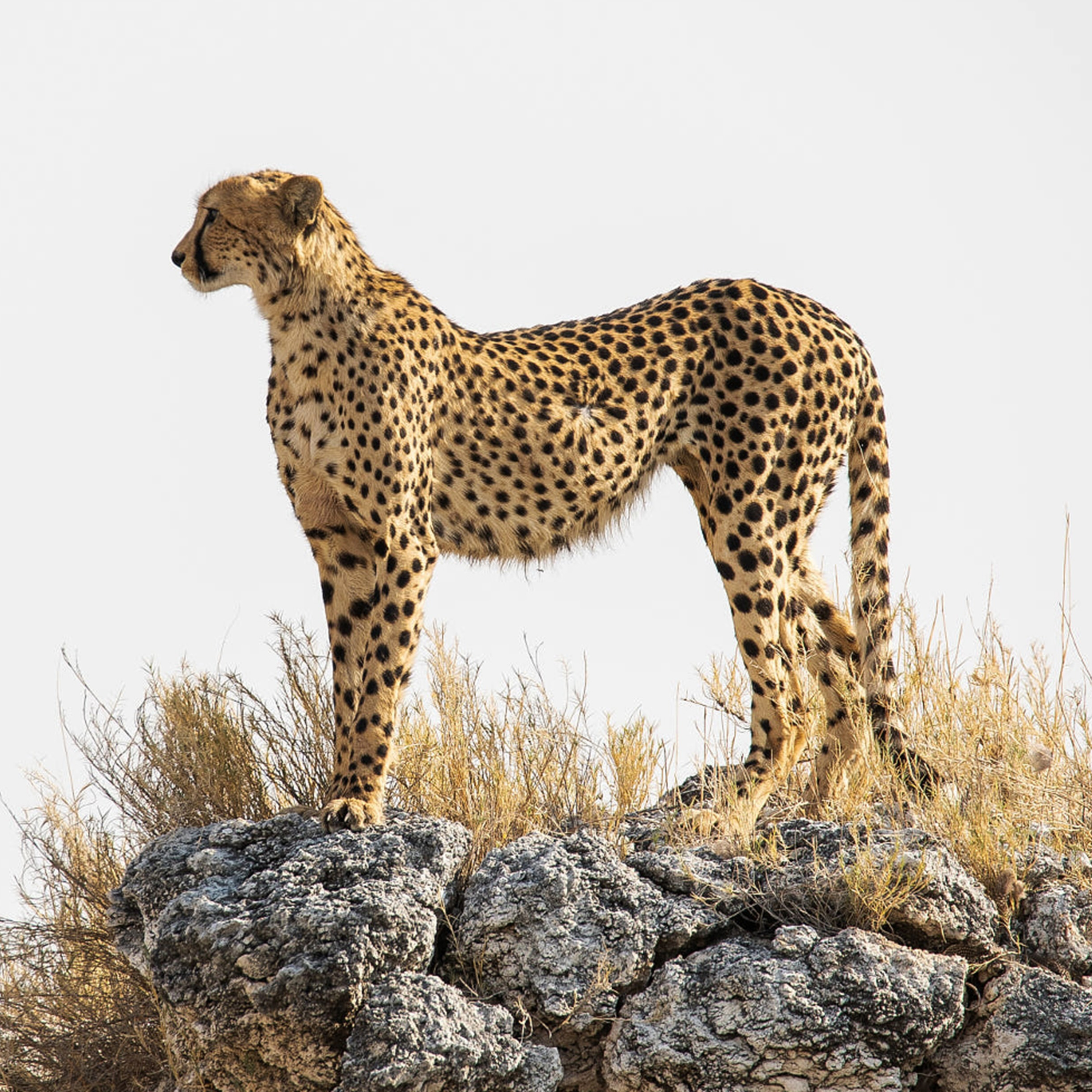The Magnificent Cheetah