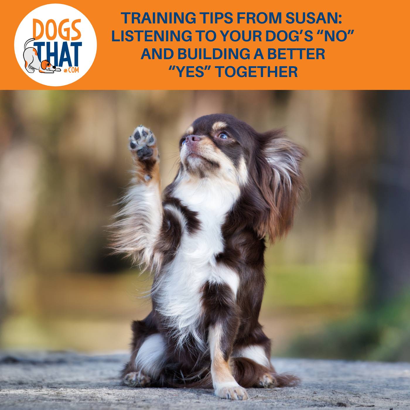 Training Tips From Susan: Listening To Your Dog’s “No” And Building A Better "Yes” Together
