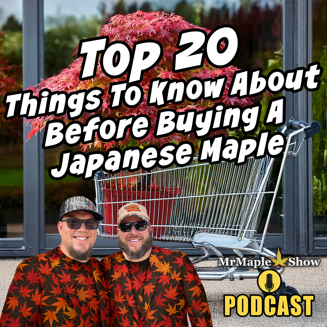 Top 20 Things To Know Before Buying A Japanese Maple | MrMaple Show Podcast